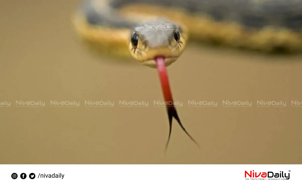 election campaign snakebite