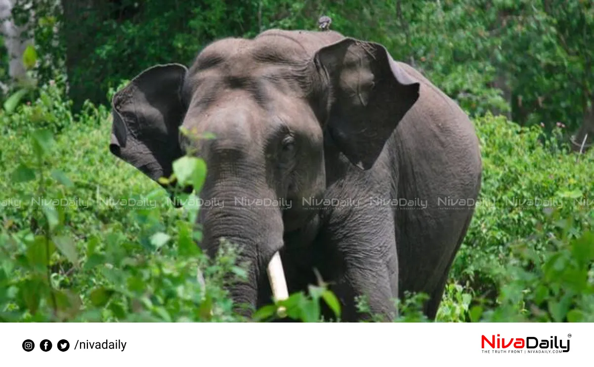 wild elephant attack