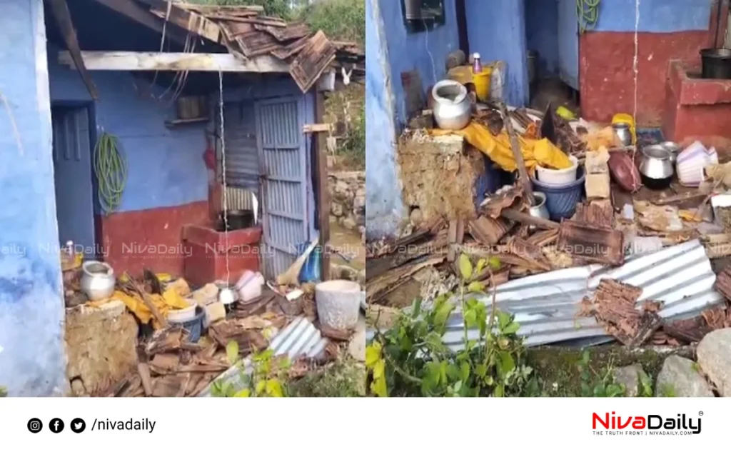 Wild elephant attack