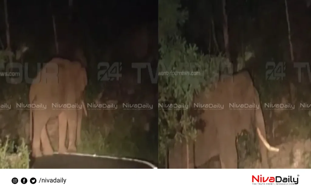 Idukki wild elephant