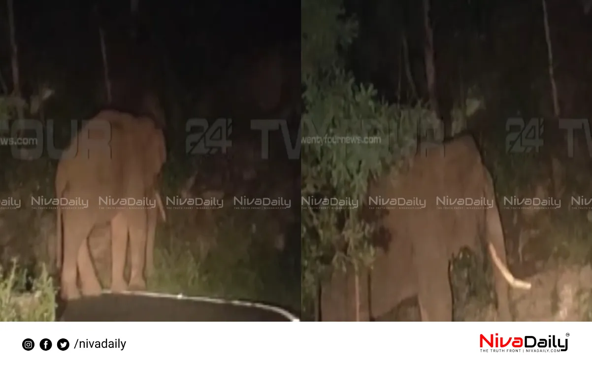 Idukki wild elephant