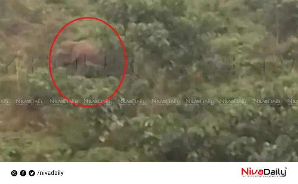 Wild elephant attack