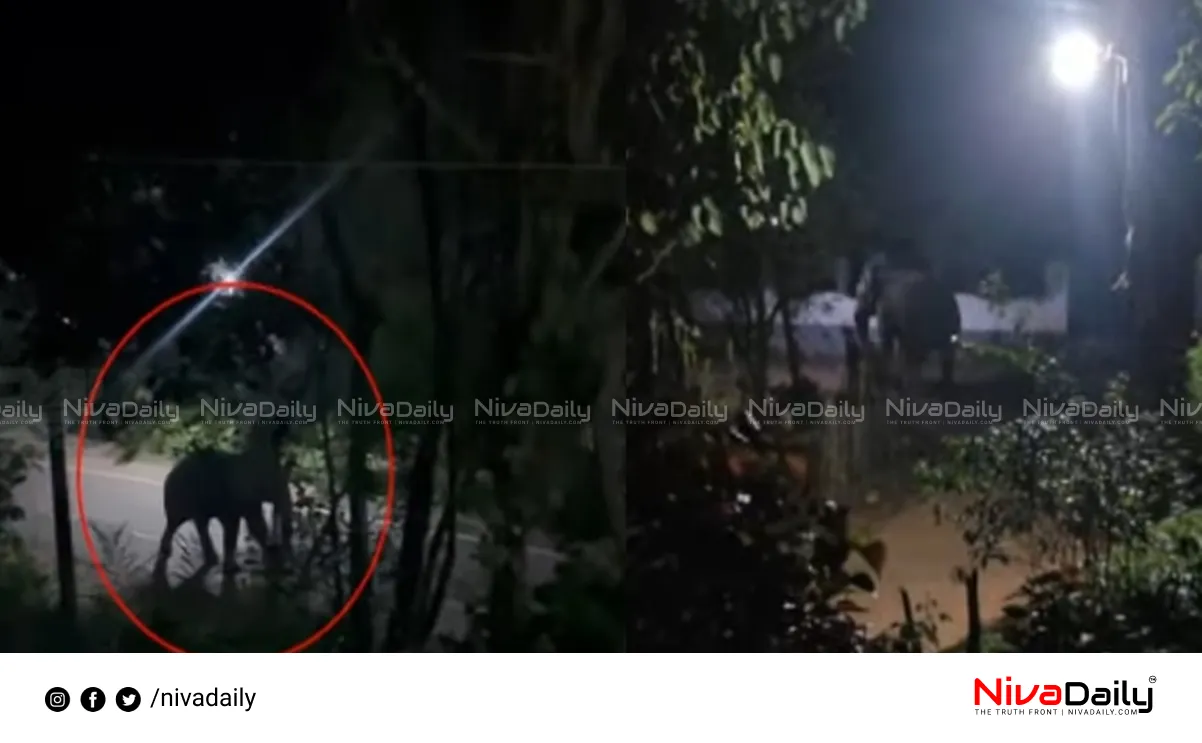 Wild elephant attack