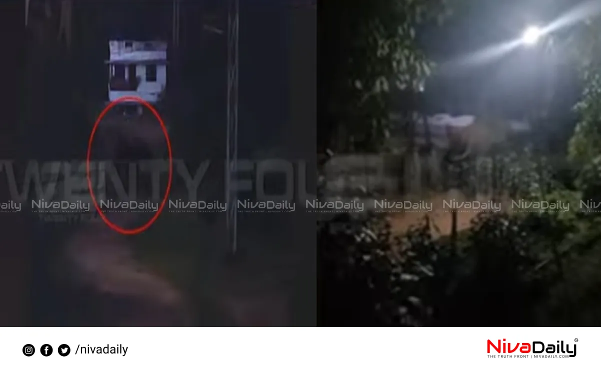 Wild elephant Thrissur