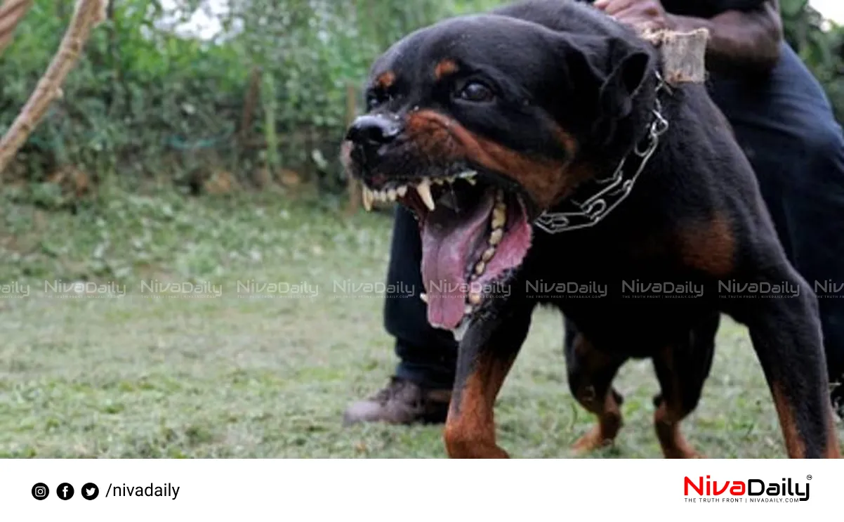 Rottweiler attack